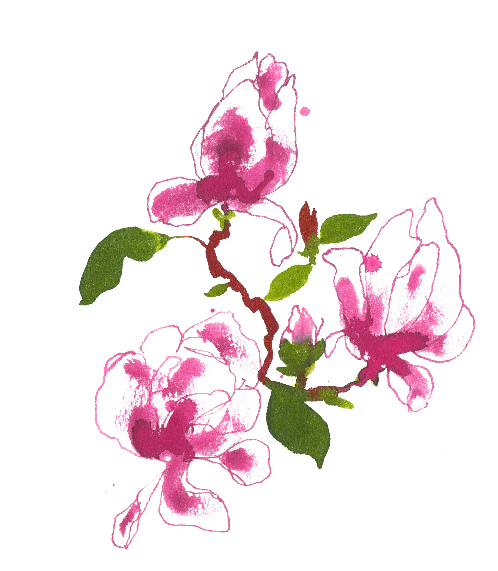 Lovisa-Burfitt-illustration-Magnolia