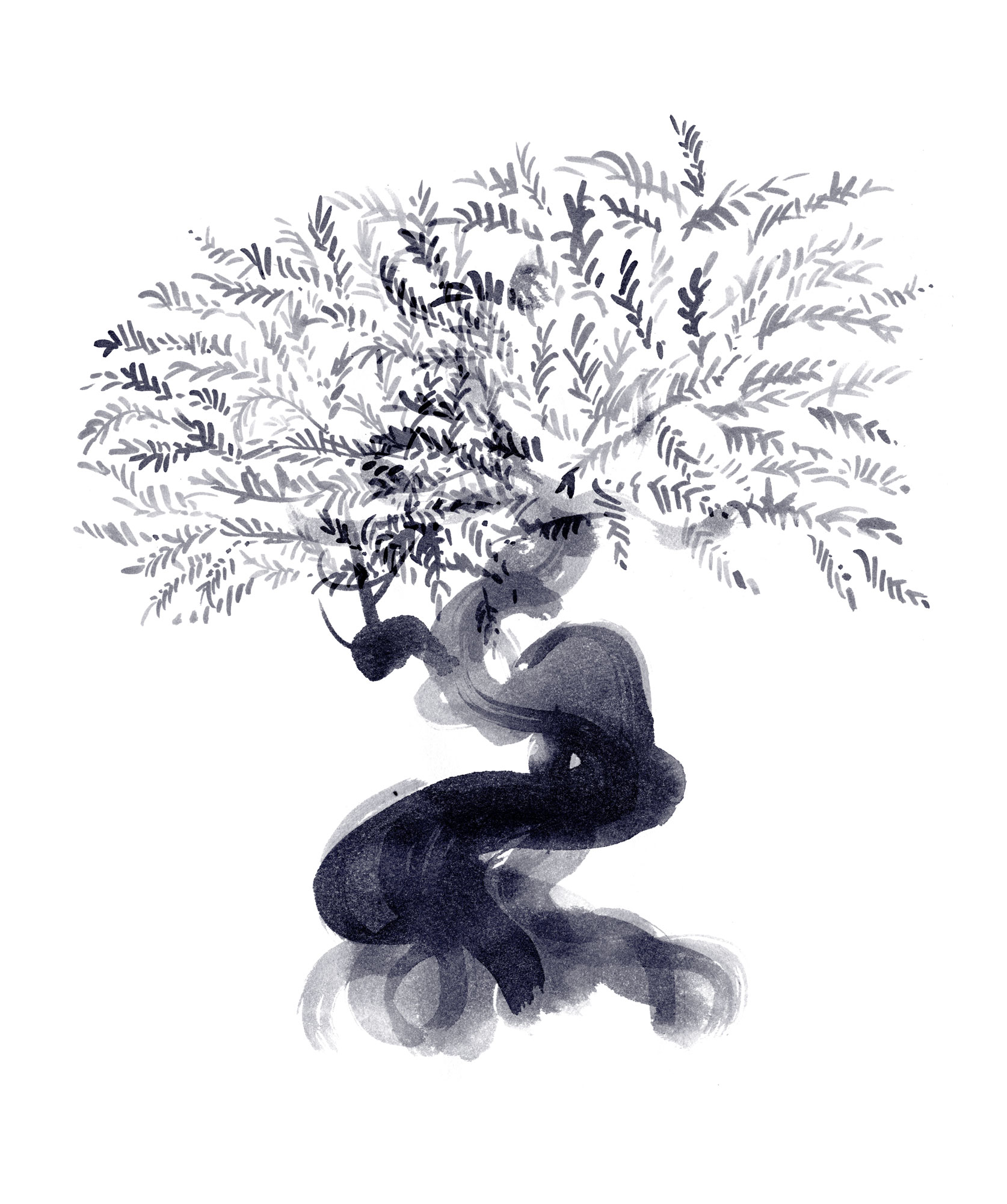Lovisa Burfitt illustration Olive-tree-Puglia-1200-years-