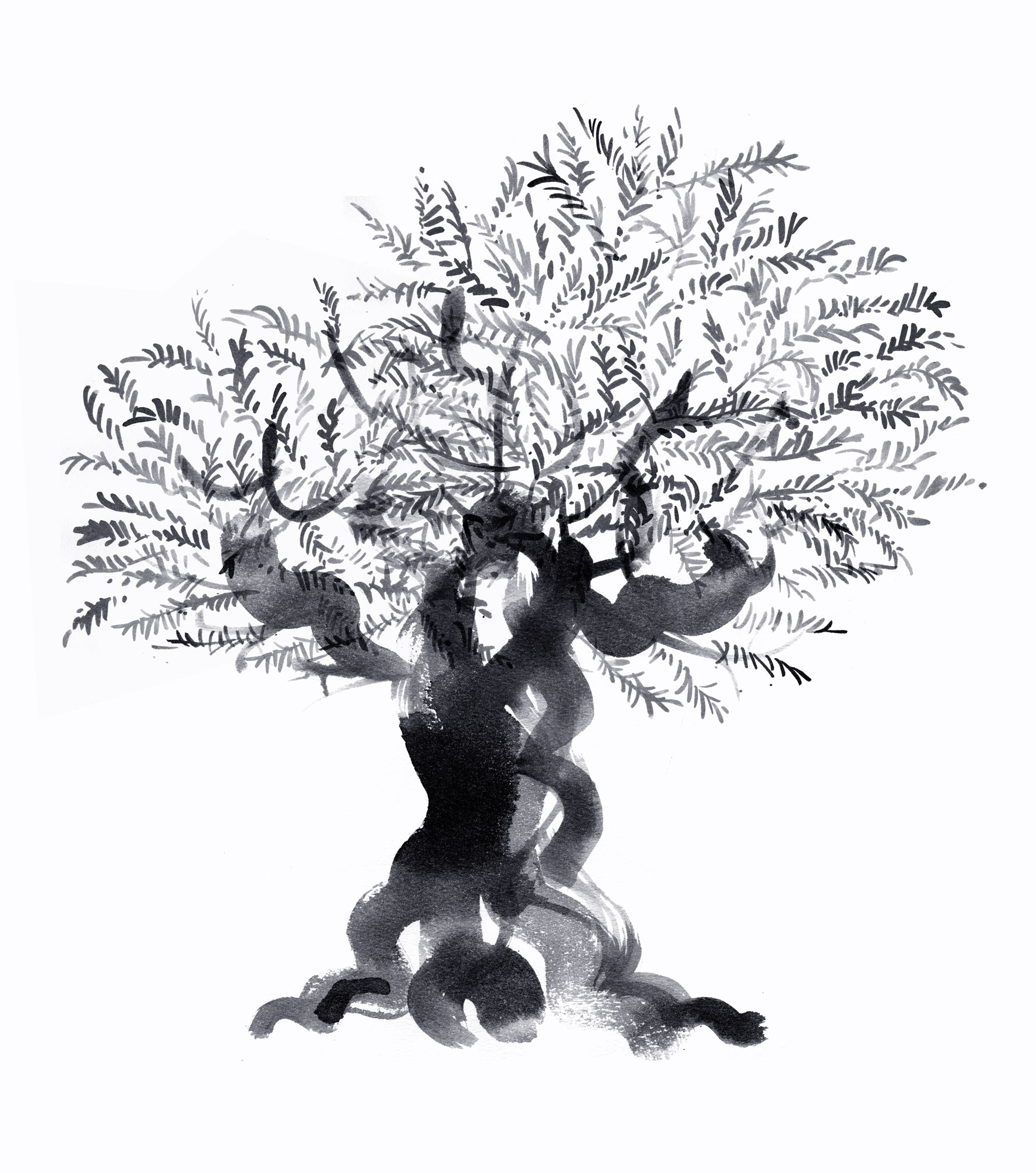 Lovisa-Burfitt-illustration Olive-tree-Puglia-2000-years