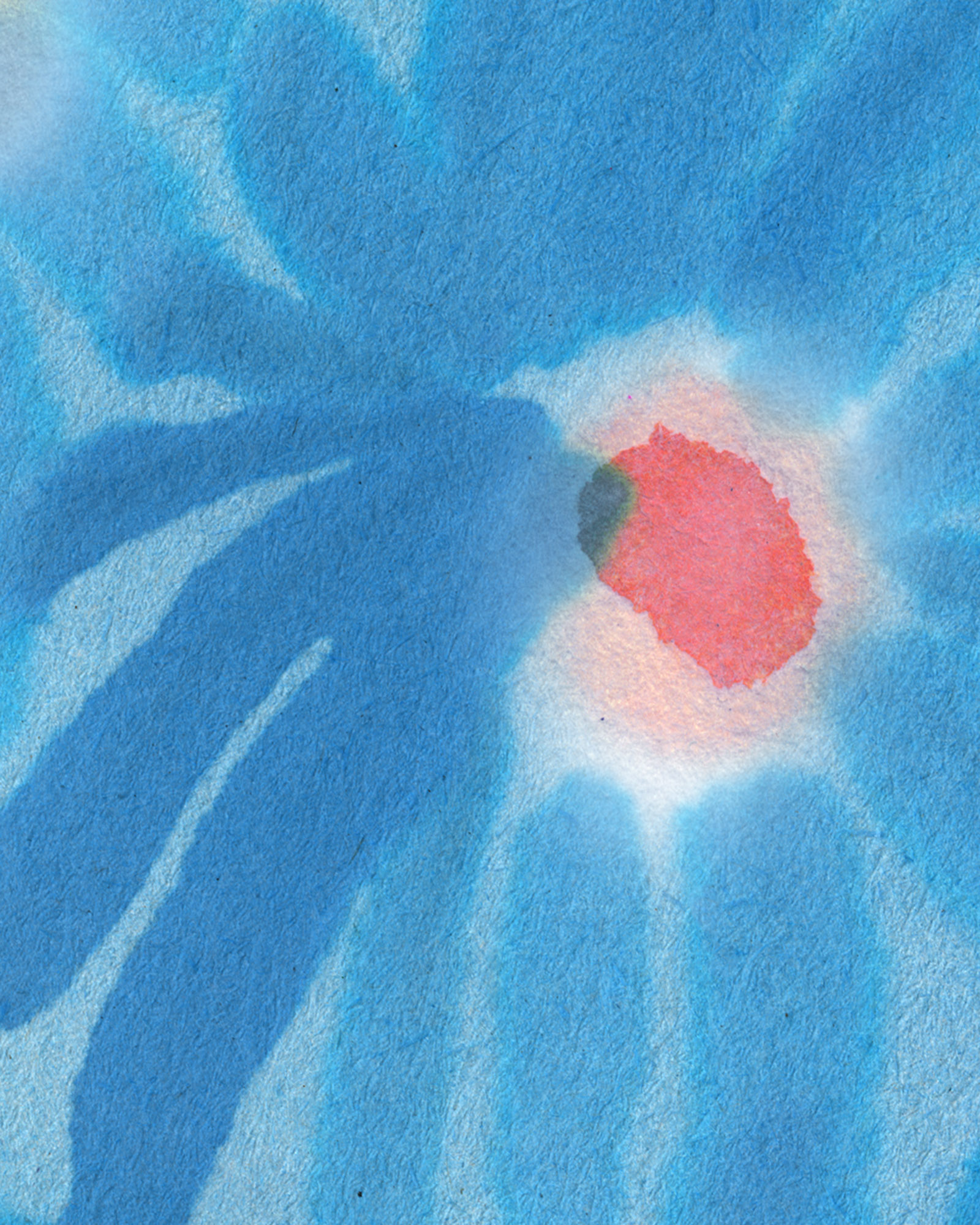 July-Juillet---blomster-closeup